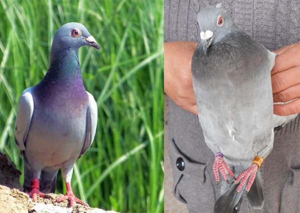 RFID pigeon leg rings for animal husbandry