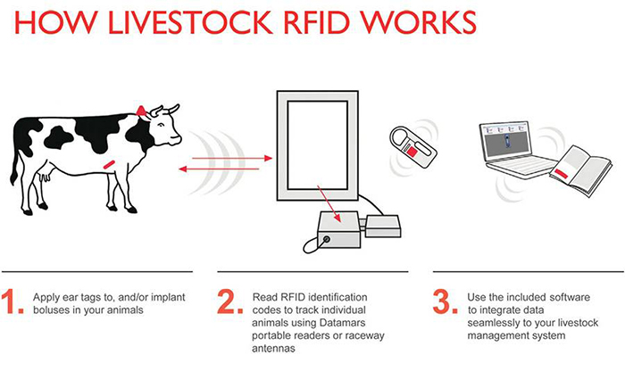 miten karjan RFID toimii